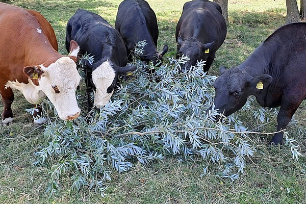Un groupe de vaches mange des branches.